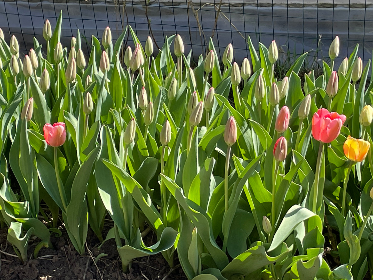 Tulips Pink