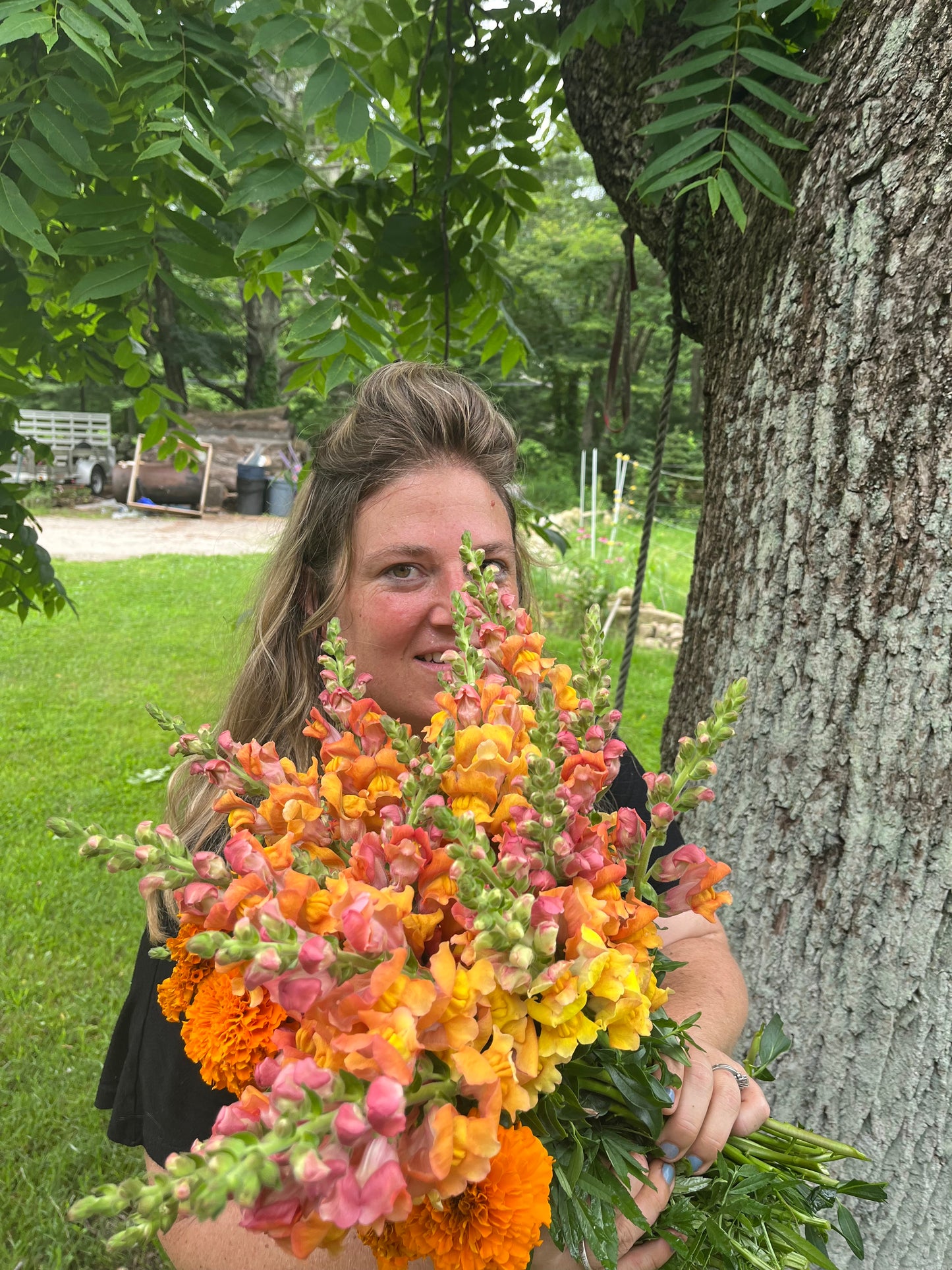 Snapdragons Early Bronze