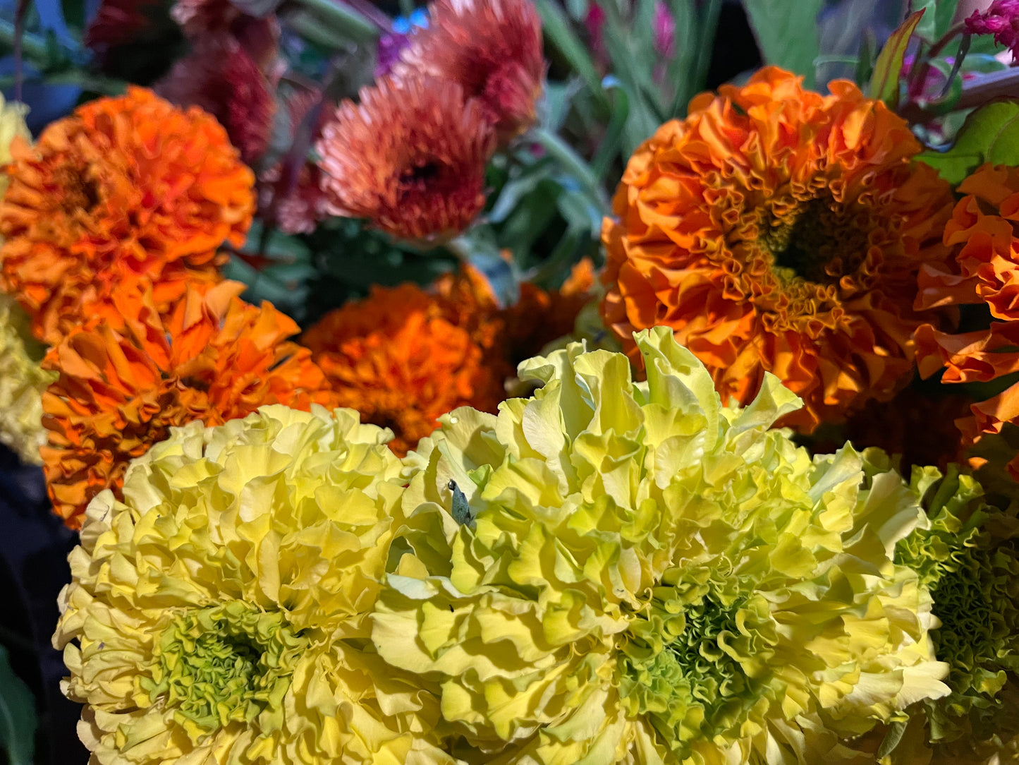 Marigolds Giant Orange