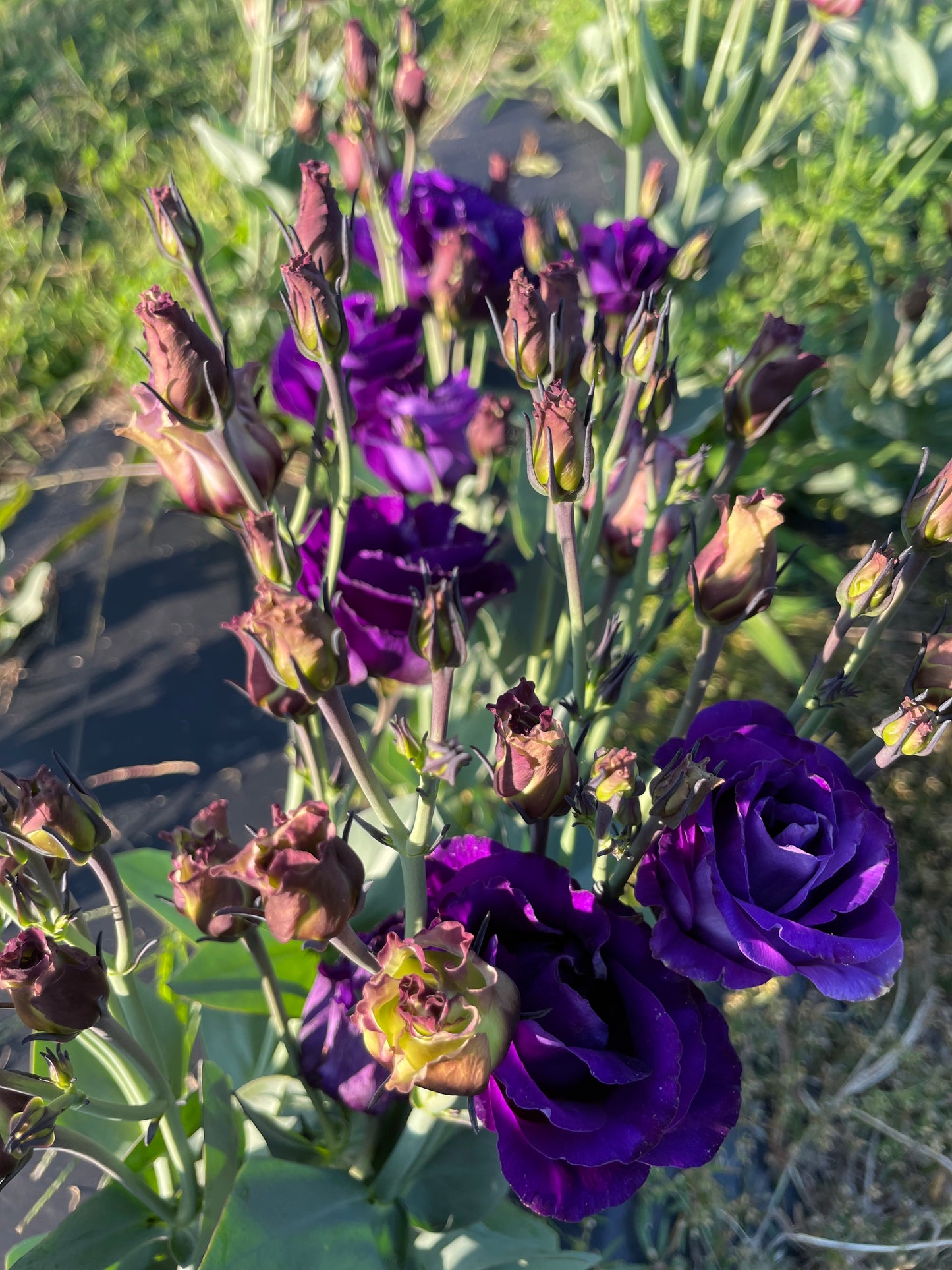 Lisianthus Deep Purple