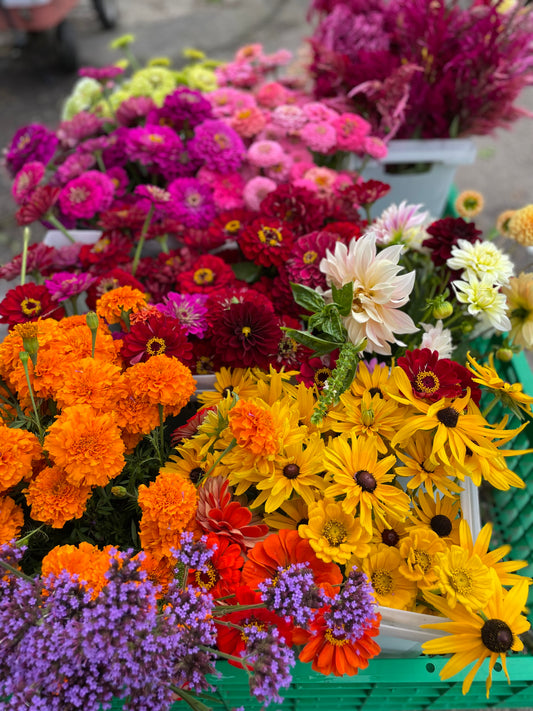 Marigolds Giant Orange