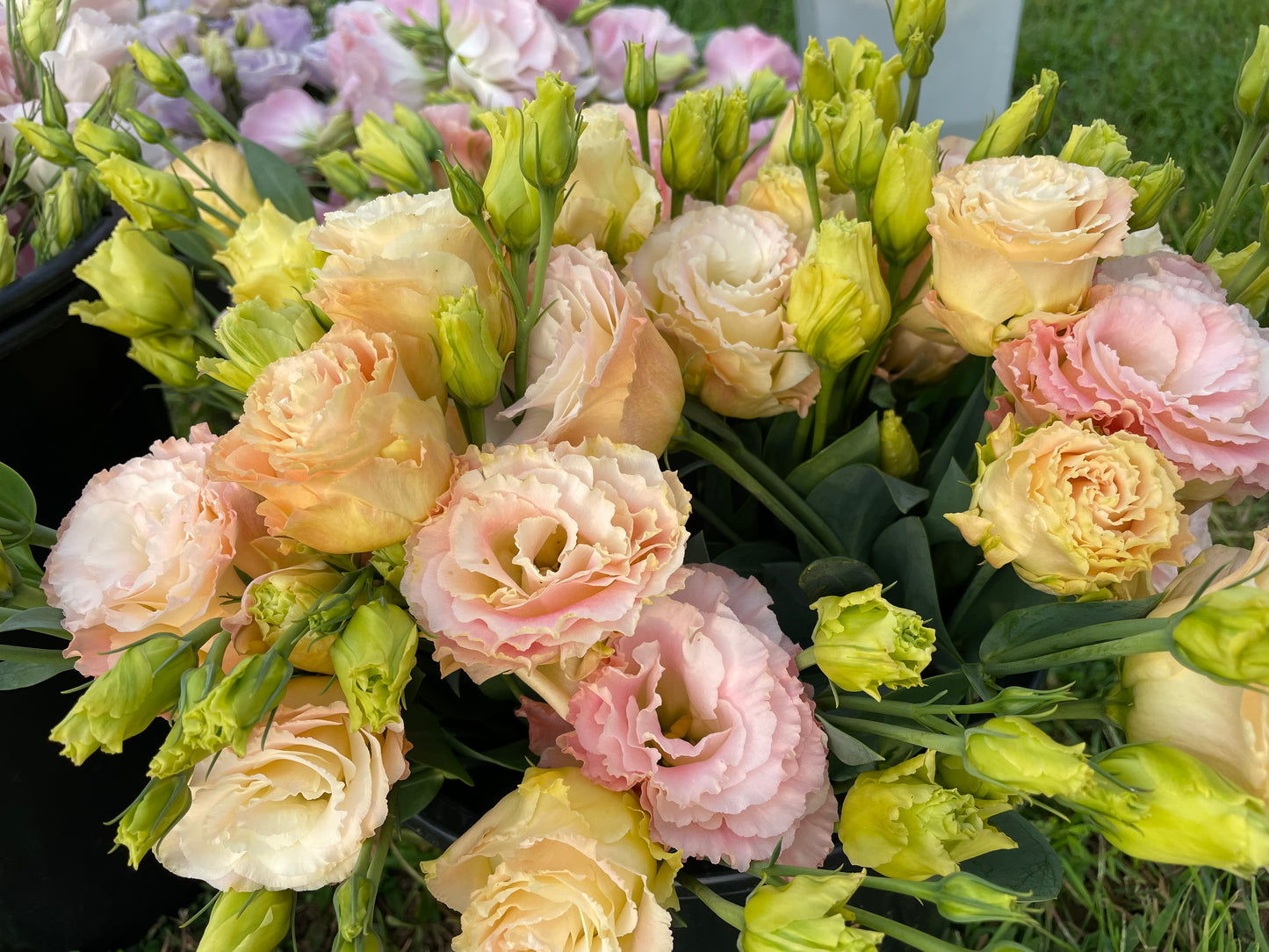 Lisianthus Champagne