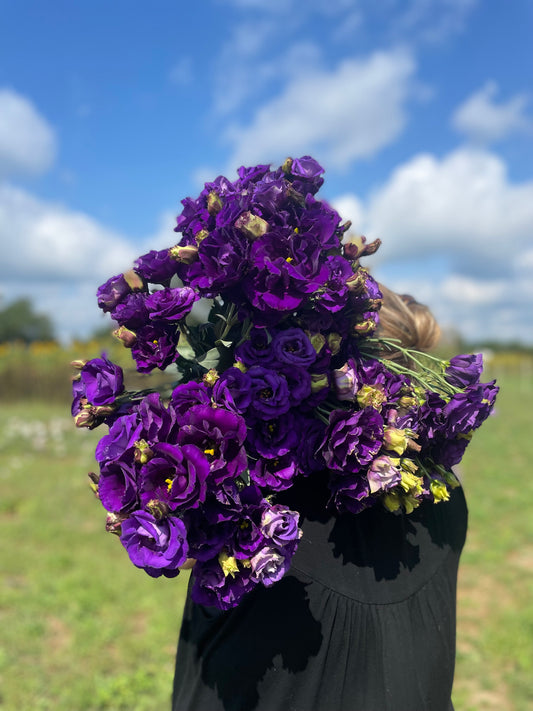 Lisianthus Deep Purple