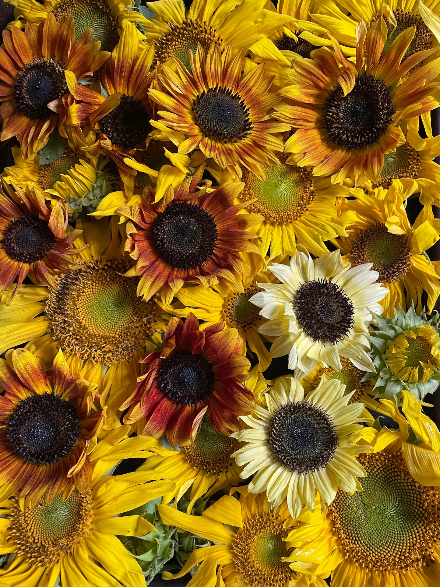Sunflowers:  sonja, soraya, summer provence, and sunrich varieties