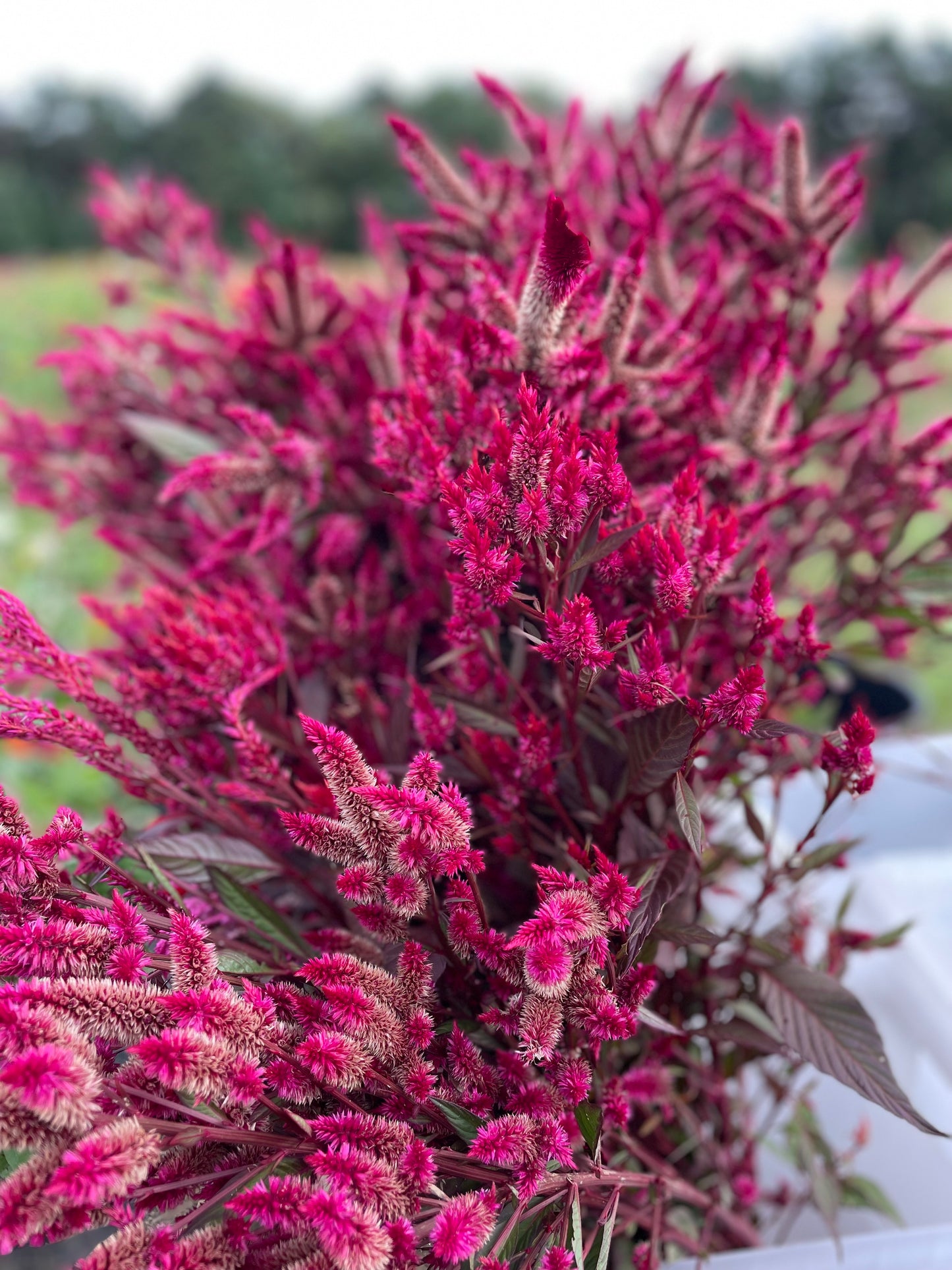 Amaranth - Red Spike