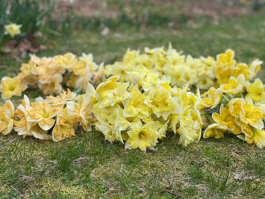 Daffodil Bunches