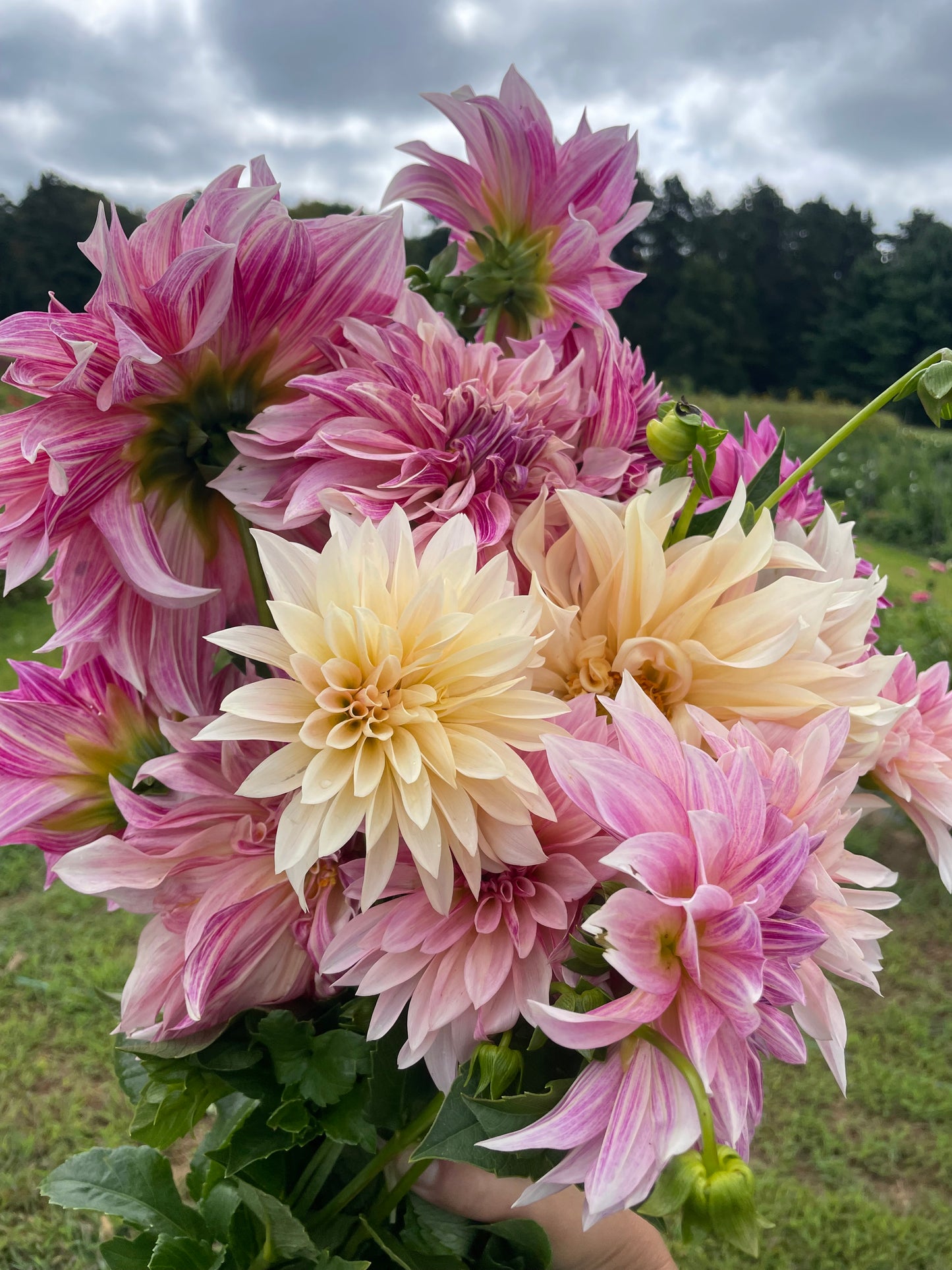 2025 Dahlia Mixed Flower Arrangement Floral Design Class