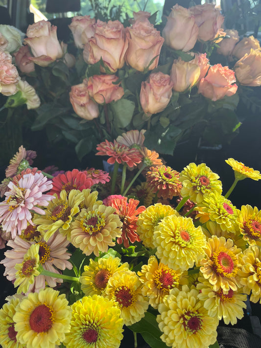 Zinnia Queen Lime Peach