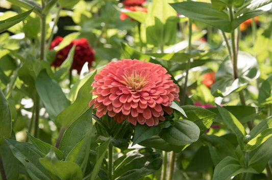 Zinnia - Coral