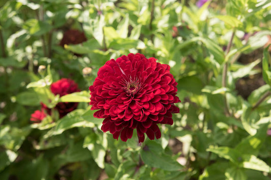 Zinnia - Scarlet