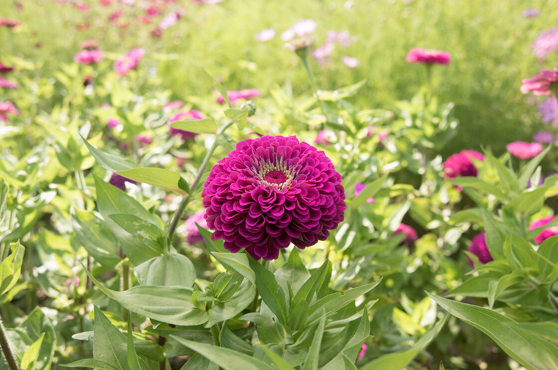 Zinnia - Purple