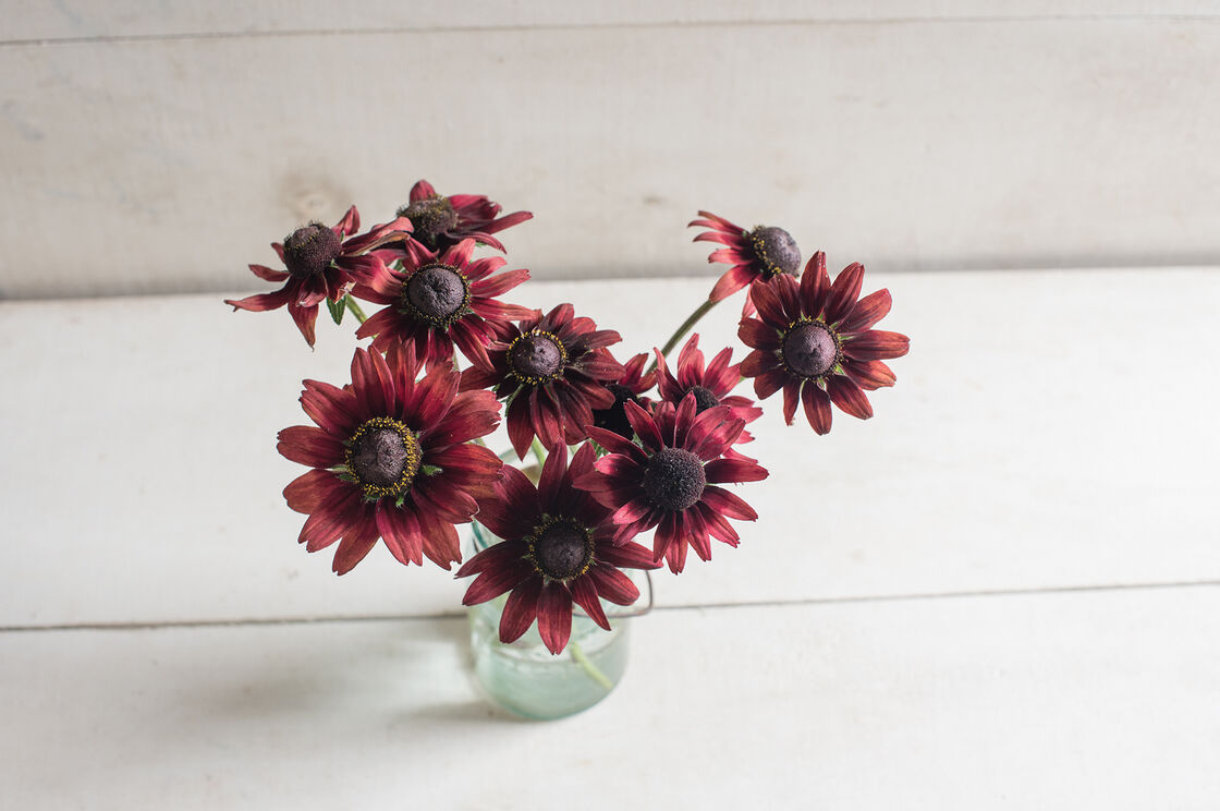Rudbeckia - Cherry Brandy