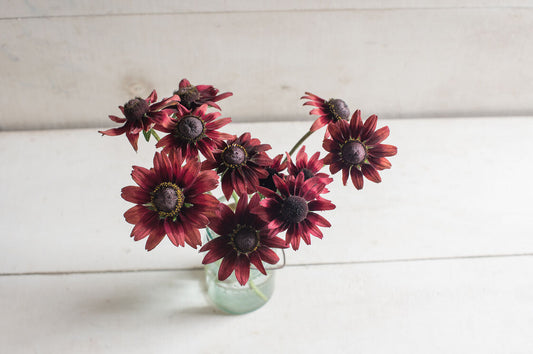 Rudbeckia - Cherry Brandy