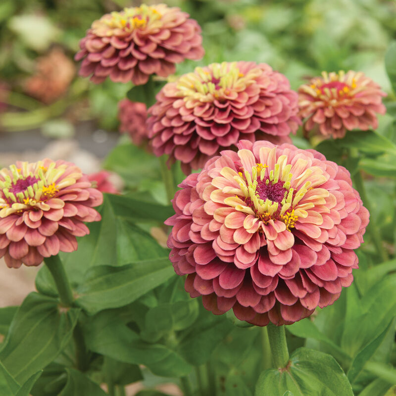 Zinnia Queen Red Lime
