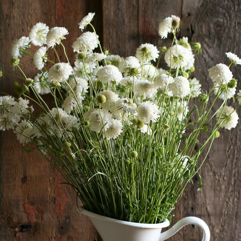 Scabiosa White