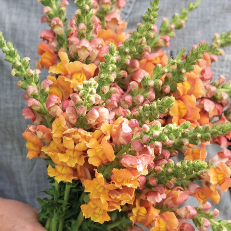 Snapdragons Early Bronze