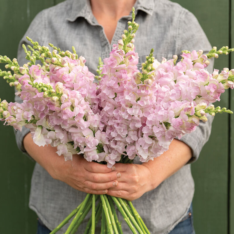 Snapdragons Legend Pink
