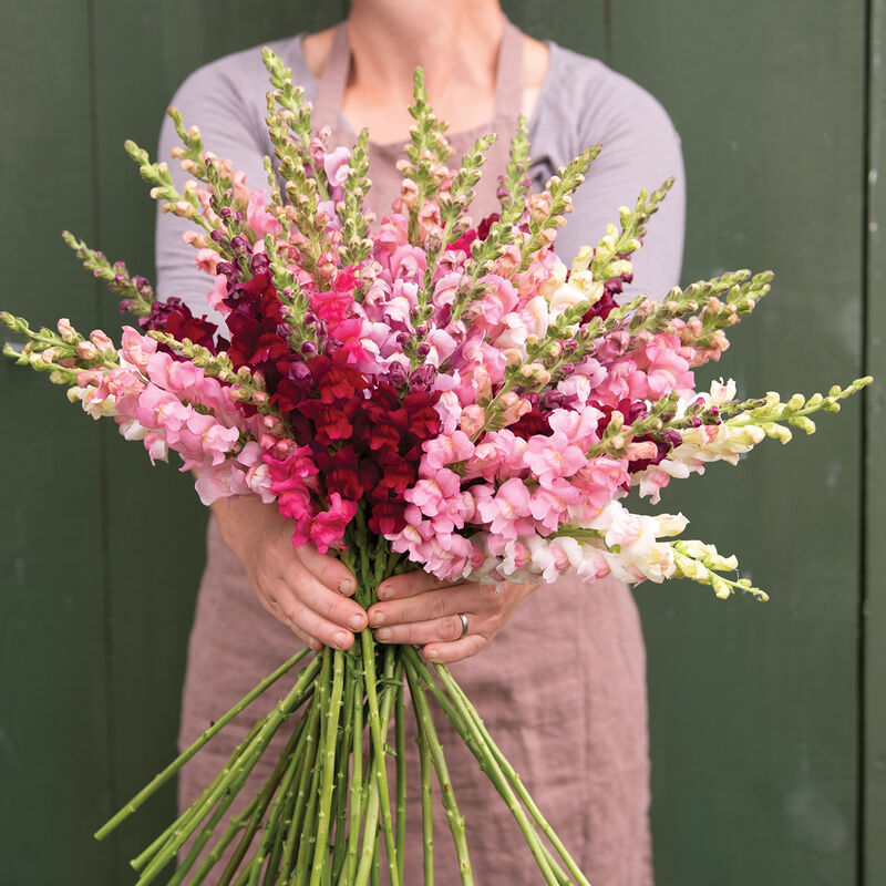 Snapdragons Berry Blend