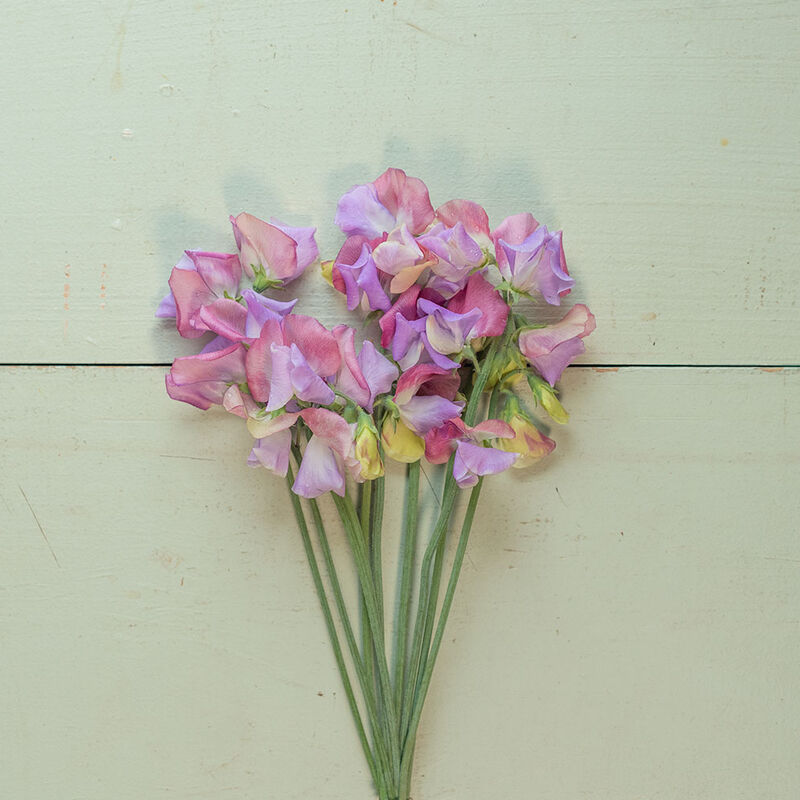 Sweet Pea Enchante