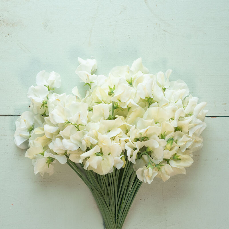 Sweet Pea Spencer Ice Cream