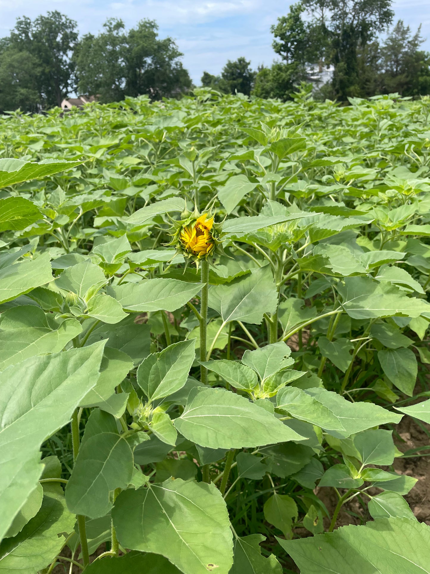 Sunflowers: Yellow on yellow