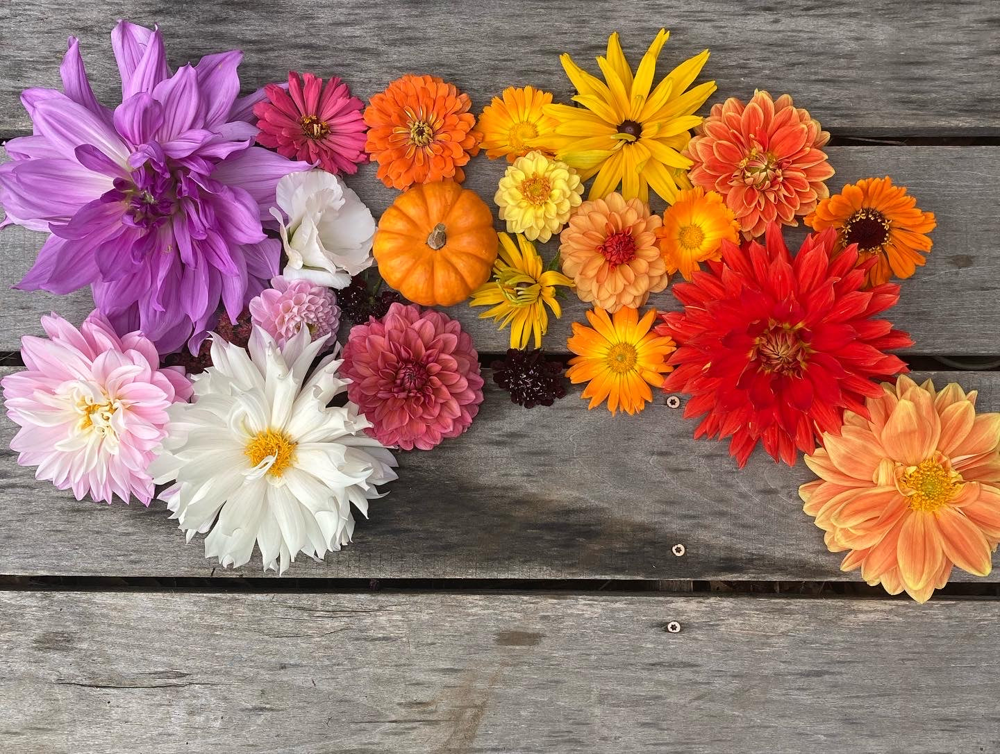 Flower Share (CSA)
