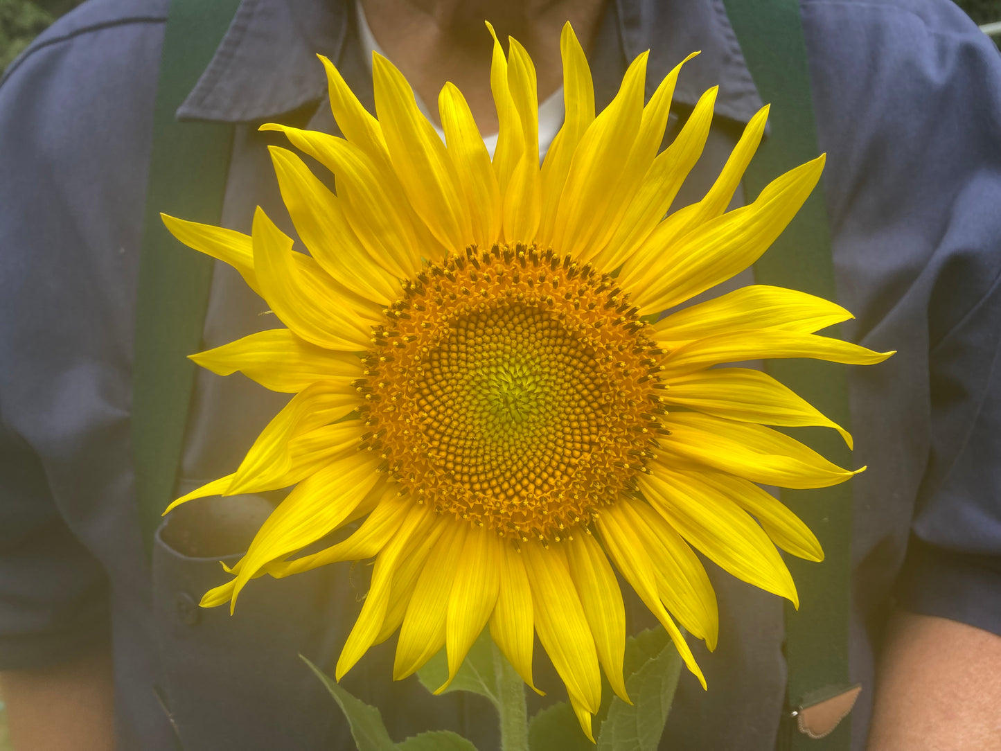 Sunflowers: Yellow on yellow