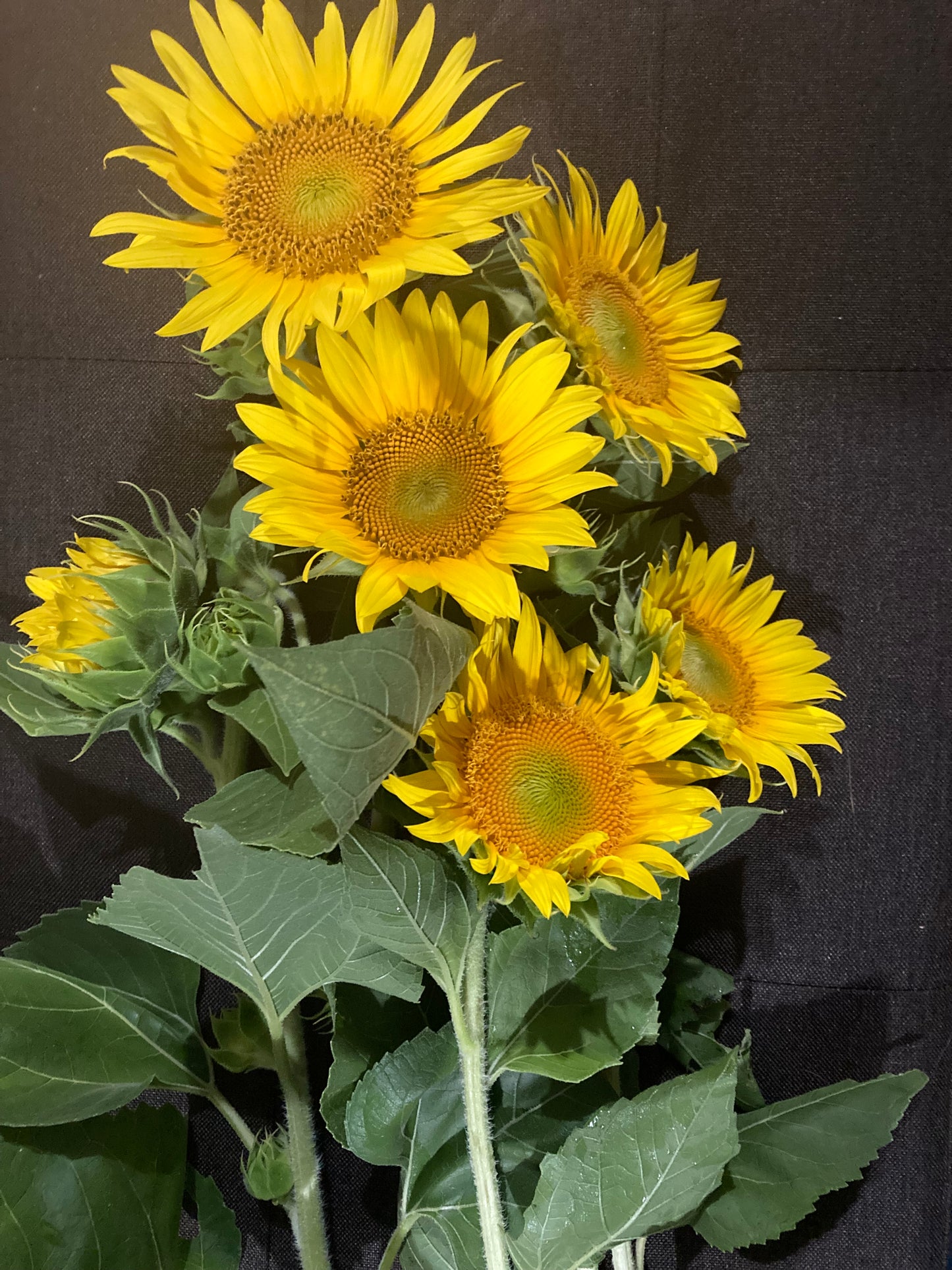 Sunflowers:  Yellow on yellow