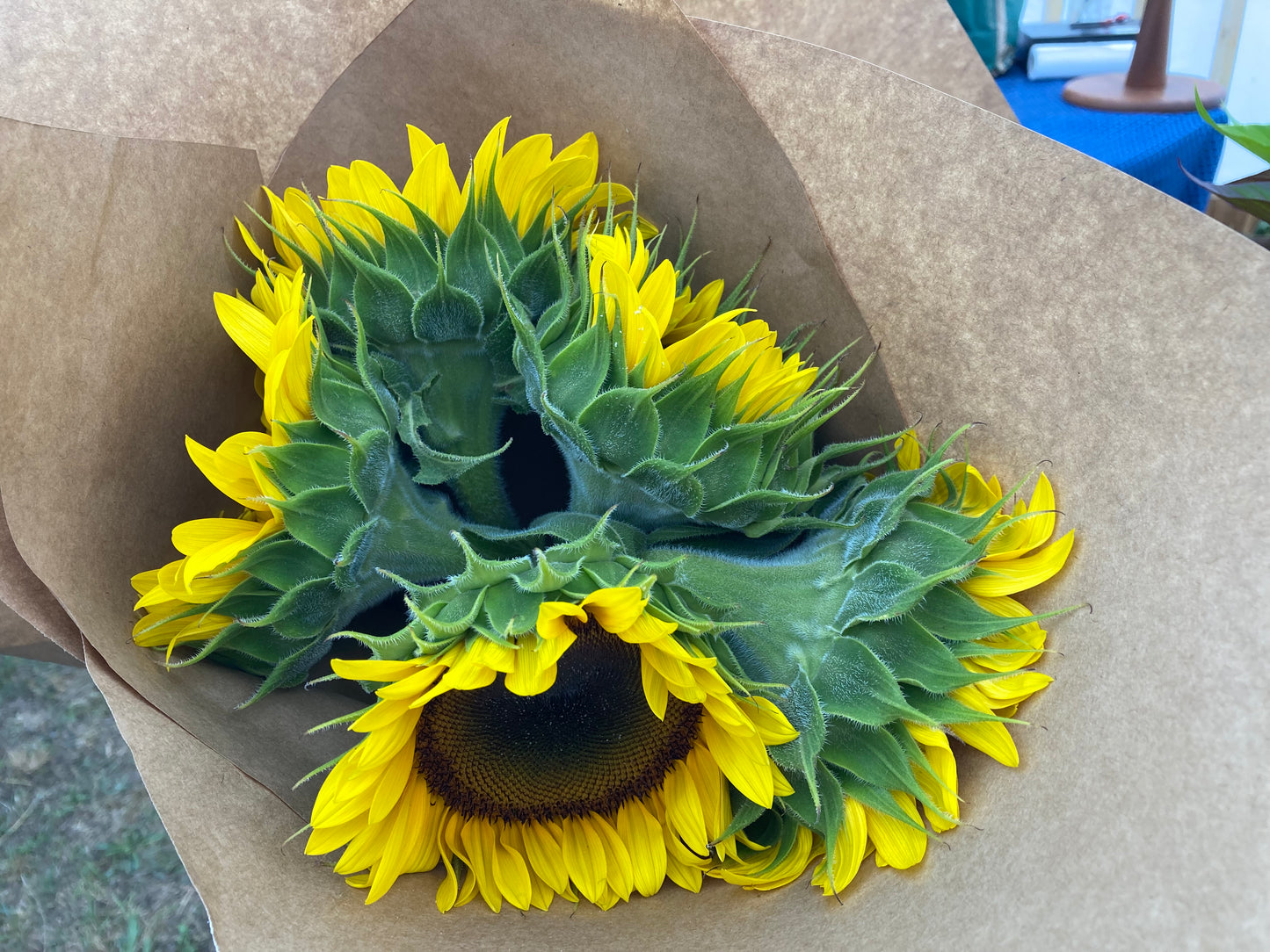 Sunflowers:  sonja, soraya, summer provence, and sunrich varieties