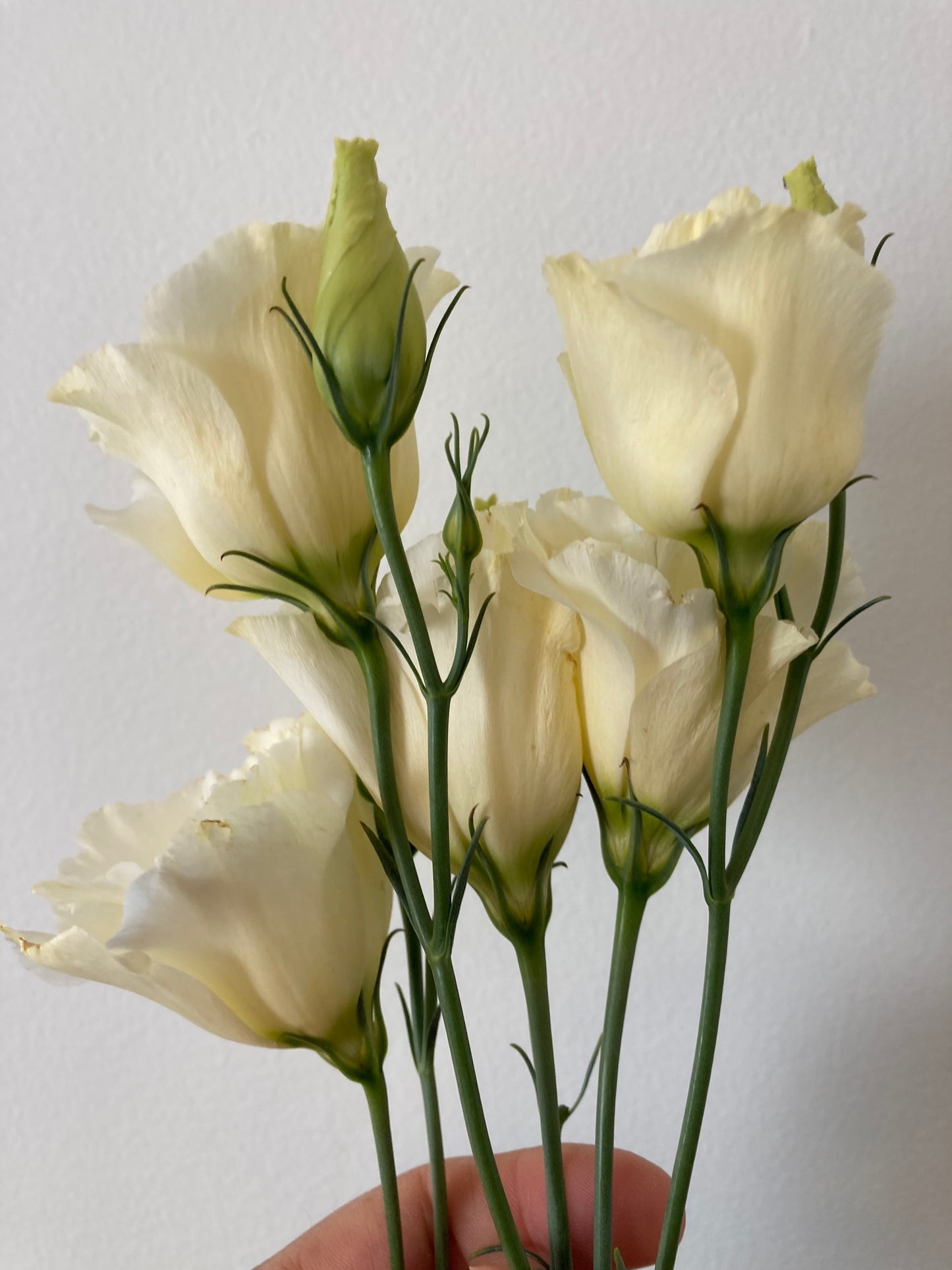 Lisianthus: Yellow