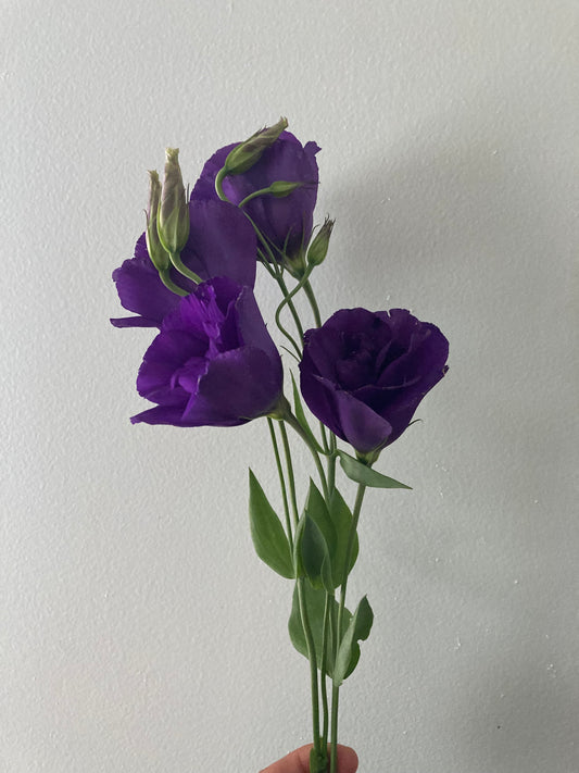 Lisianthus: Purple