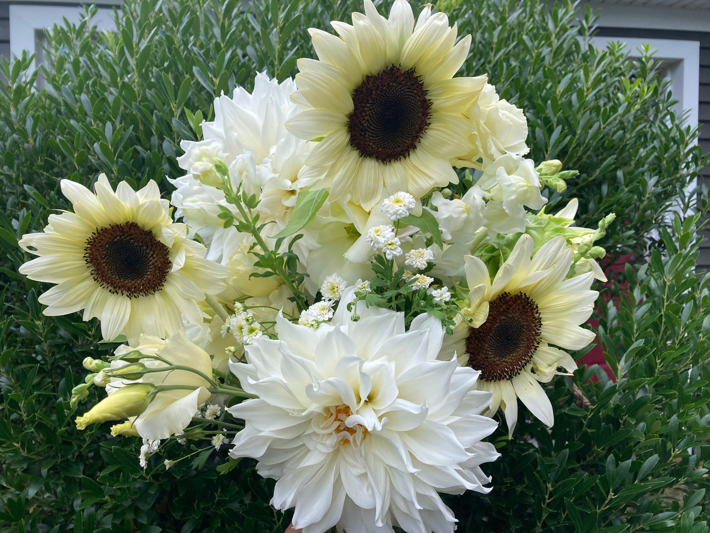 Sunflower White Nite Pro Cut