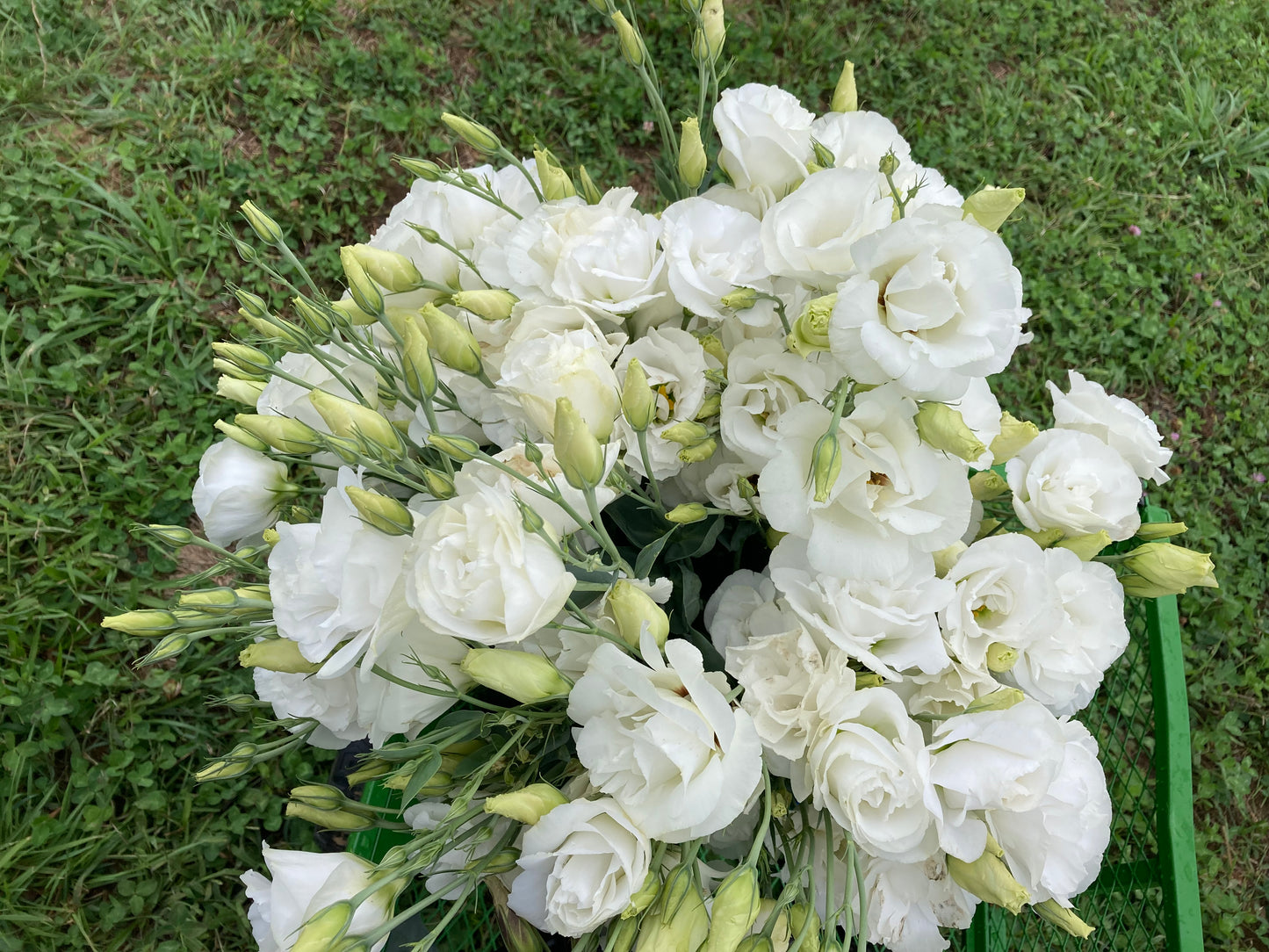Lisianthus: White