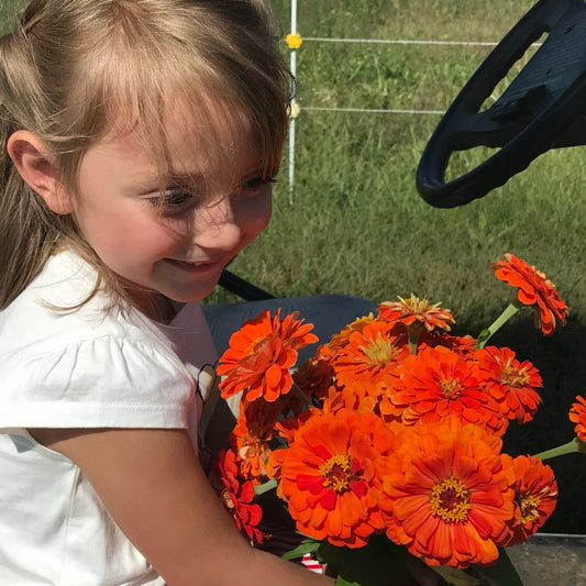 Zinnia - Orange
