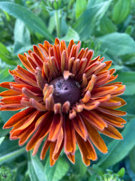 Rudbeckia - cherokee sunset