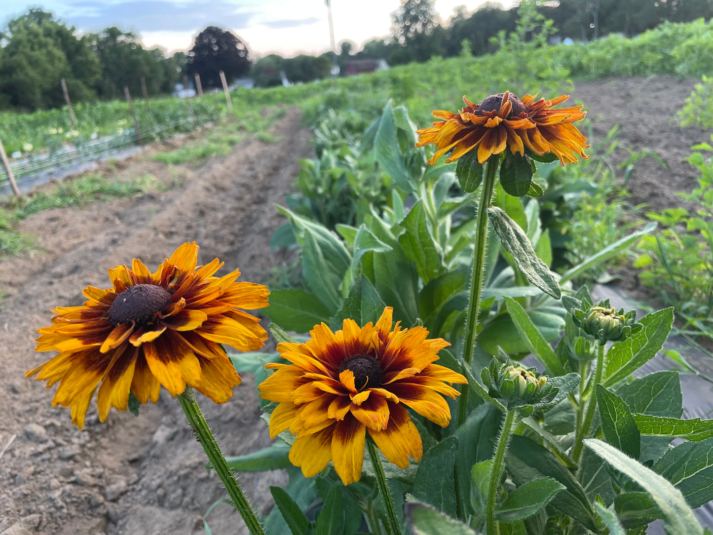 Rudbeckia - cherokee sunset