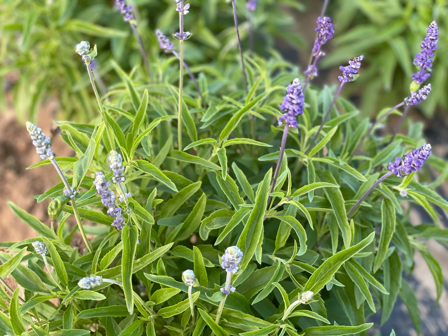 Salvia indigo