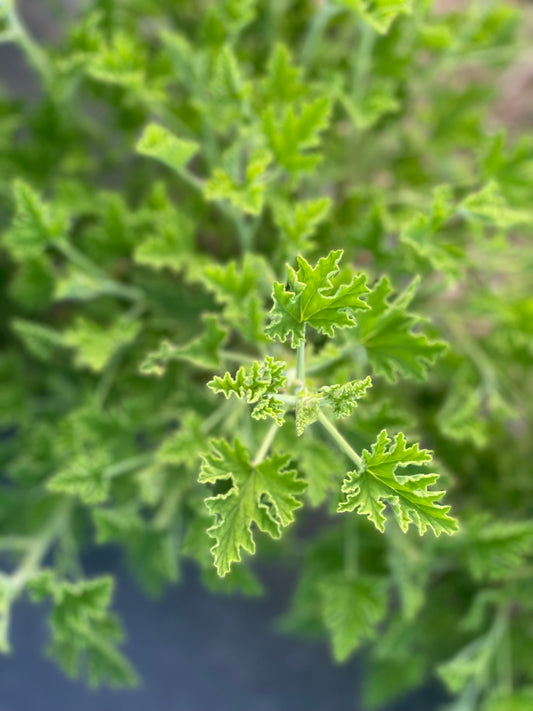 Lemon Scented Geranium
