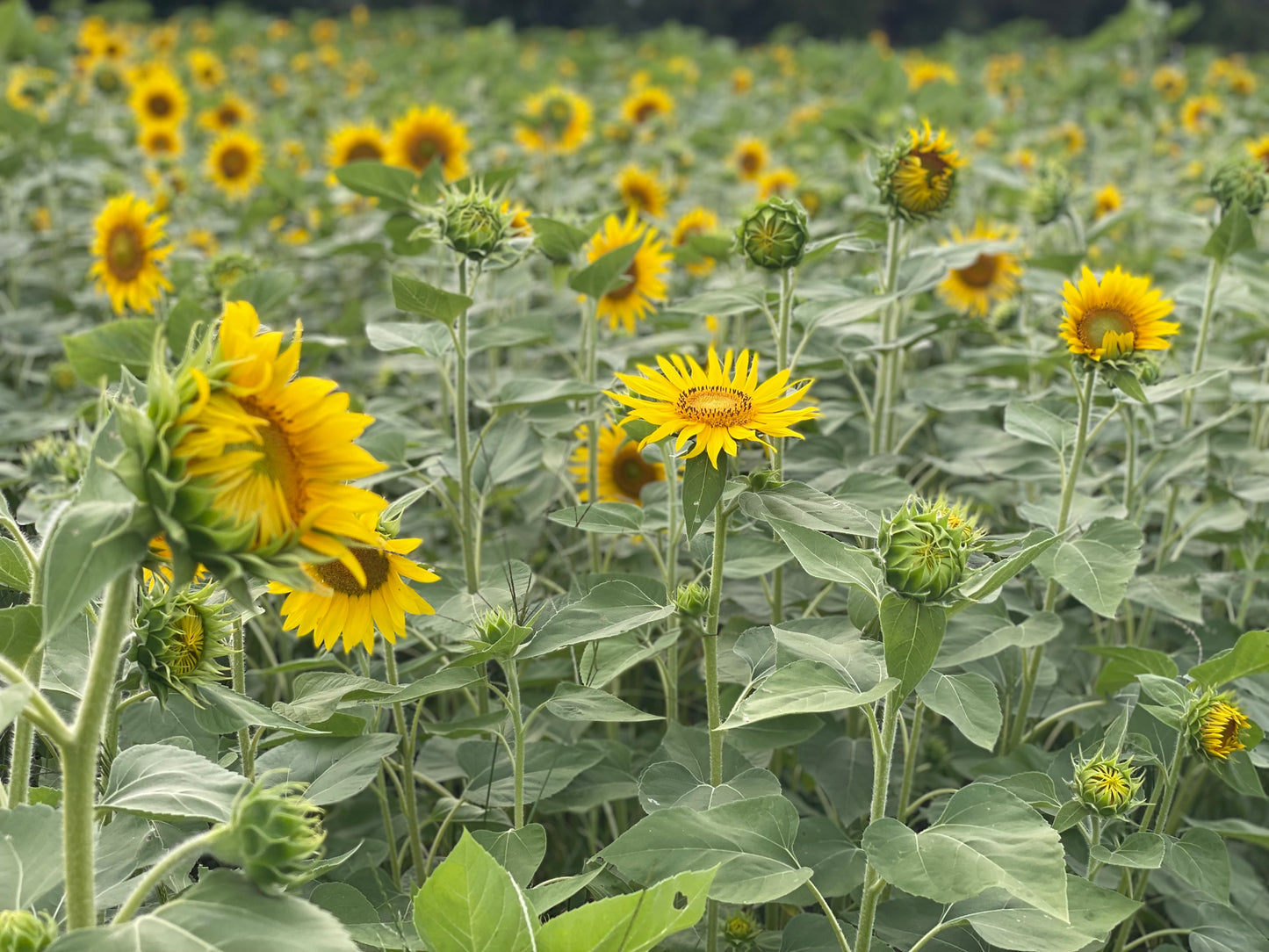 Sunflowers:  Yellow on yellow