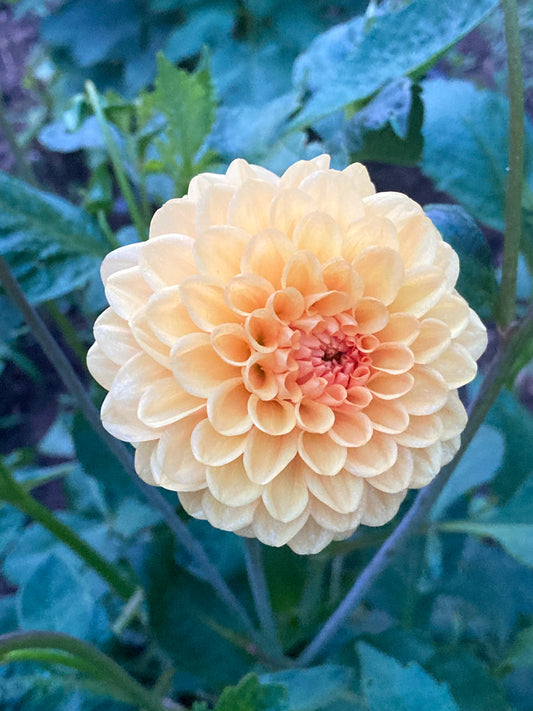 Dahlia Hot Mix