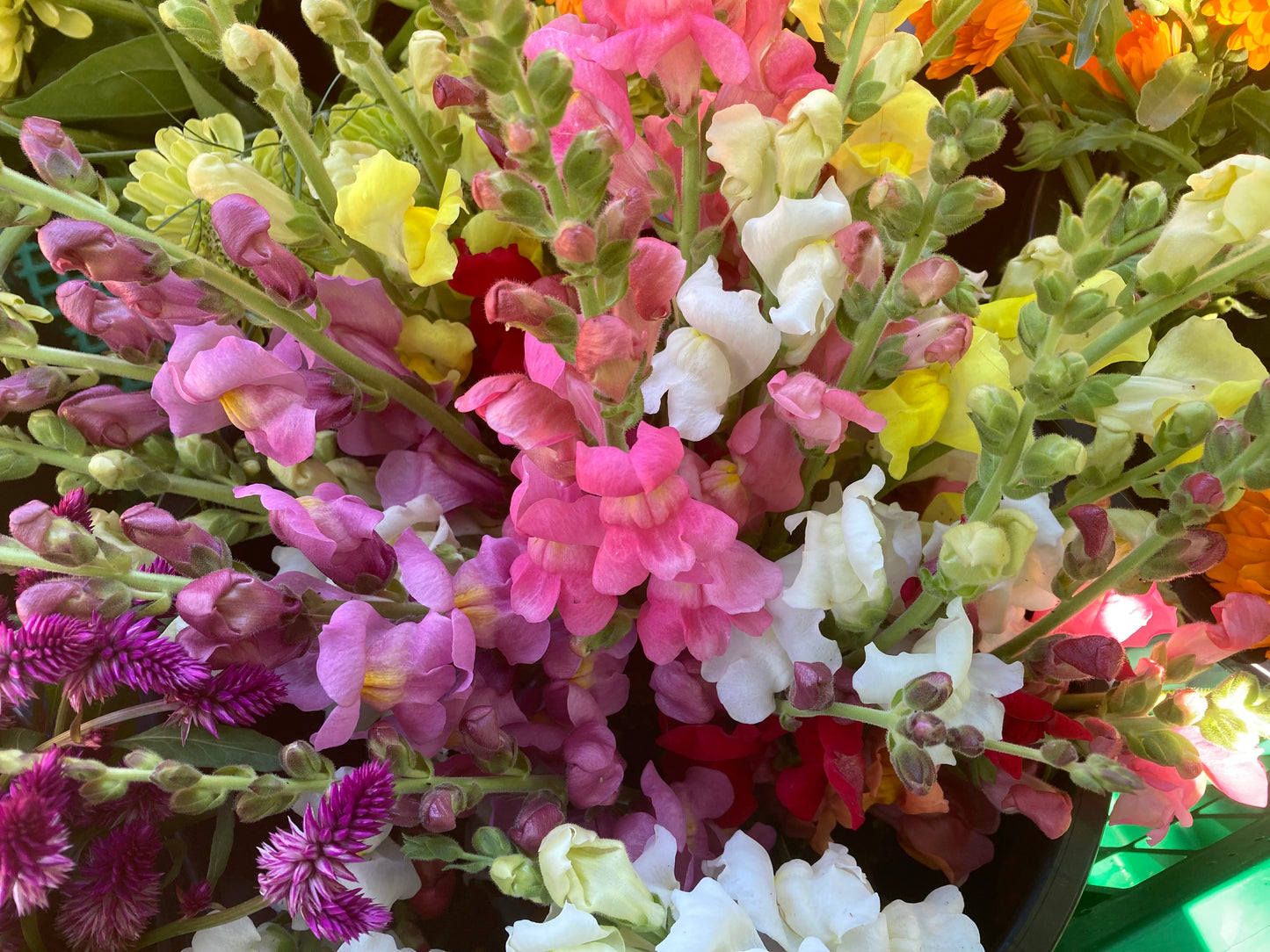 Snapdragon Mixed Colors