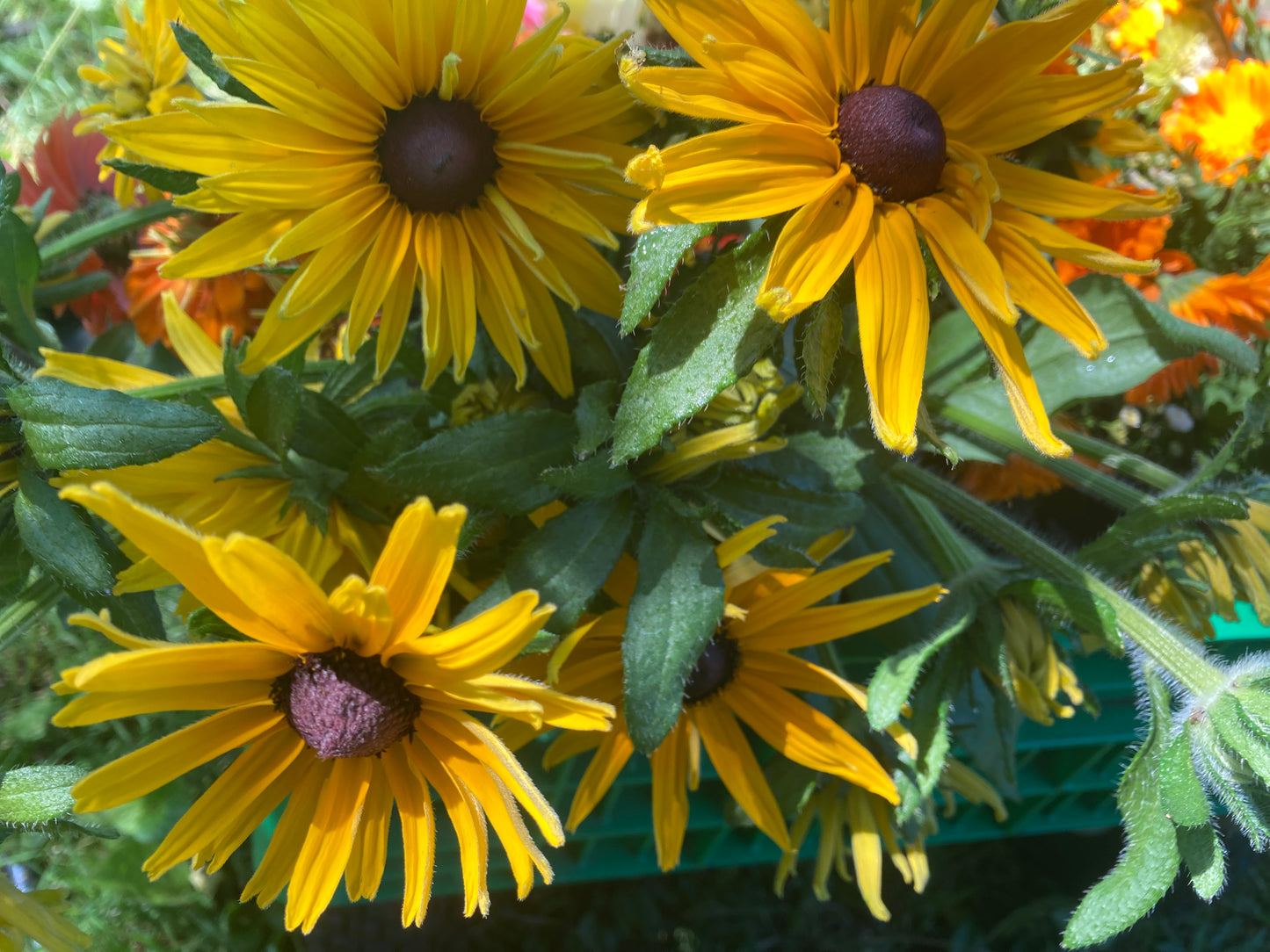 Rudbeckia - Gloriosa Double Bloom