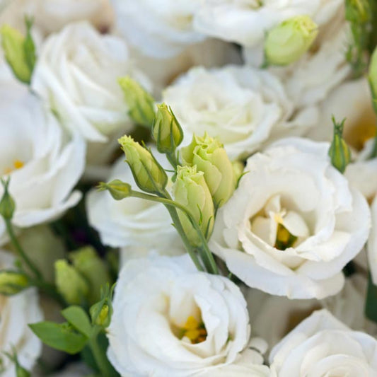 Lisianthus: White