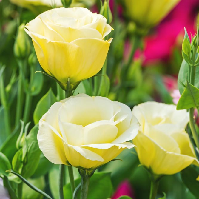 Lisianthus: Yellow