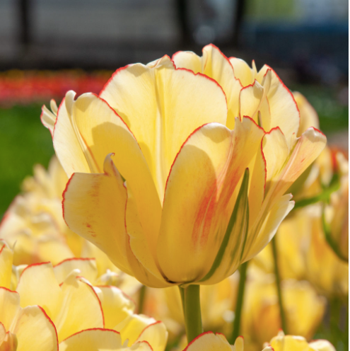 Tulips: Yellow with slight reddish/pinkish tips