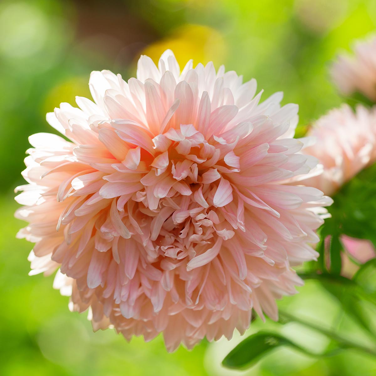 Aster - King Size Apricot