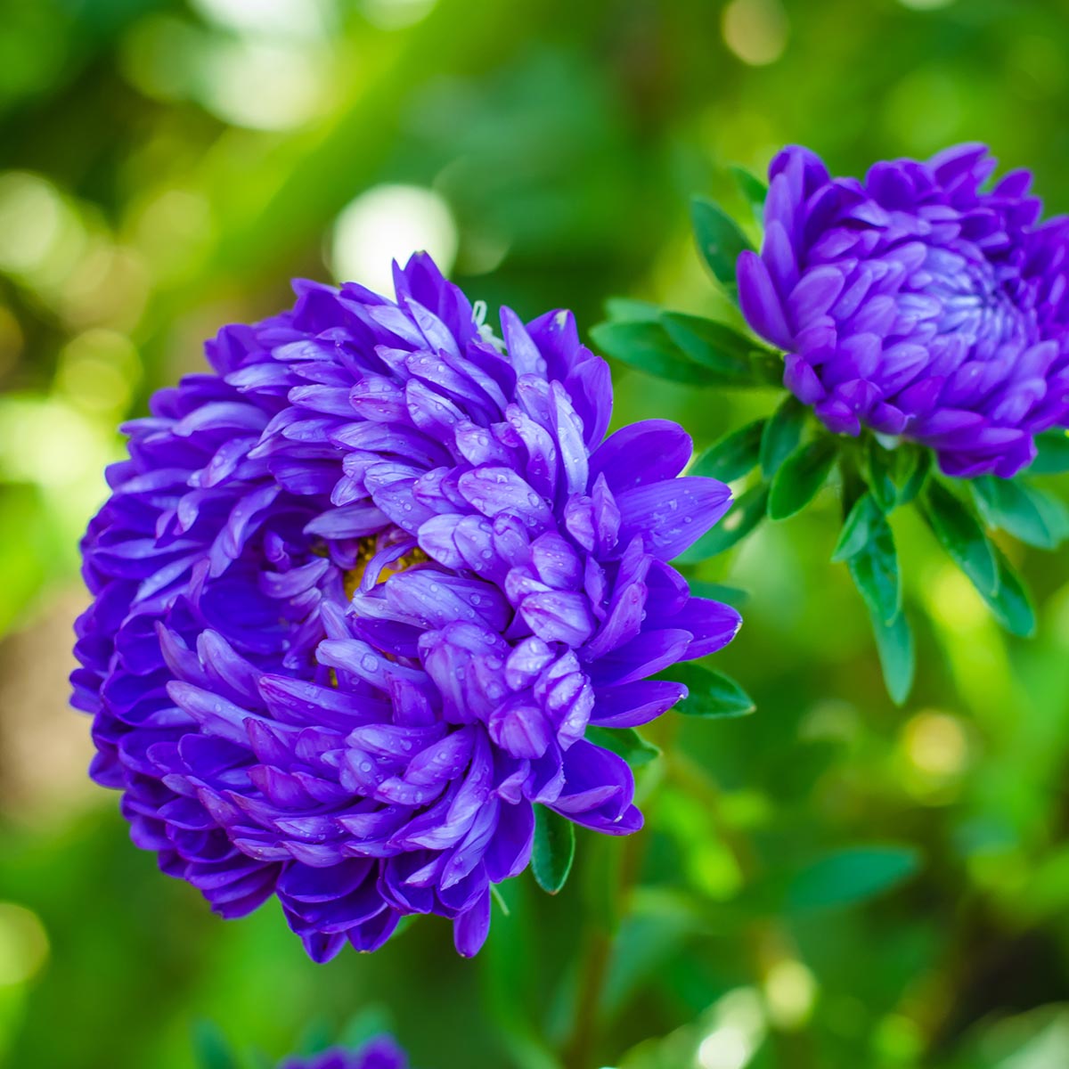 Aster - Tower Violet