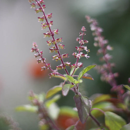 Red Basil