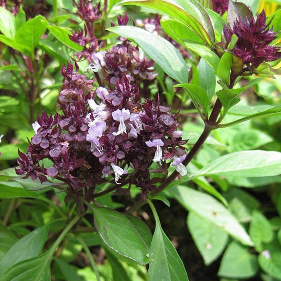 Thai Basil