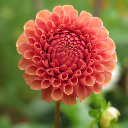 Dahlia Bronze